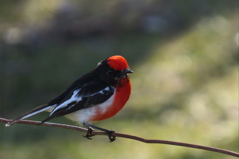 Weddin Bird Trails - Attractions Melbourne 0