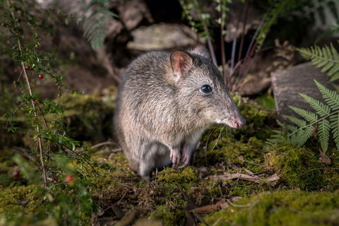 Wildlife Wonders - Attractions Melbourne 0