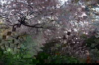 Wildwood Garden