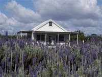Amandine Lavender
