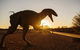 Australian Dinosaur Trail - thumb 0