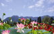 Blue Lotus Water Garden - thumb 0