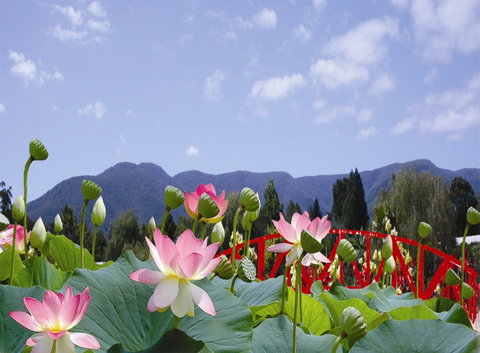 Blue Lotus Water Garden - Attractions Melbourne 0