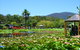 Blue Lotus Water Garden - thumb 1