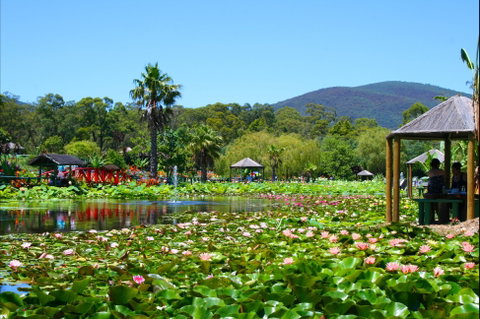Blue Lotus Water Garden - Attractions Melbourne 1