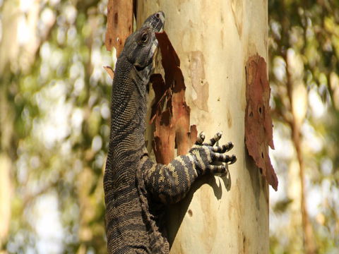 Blue Gum Hills Regional Park - Attractions Melbourne 0