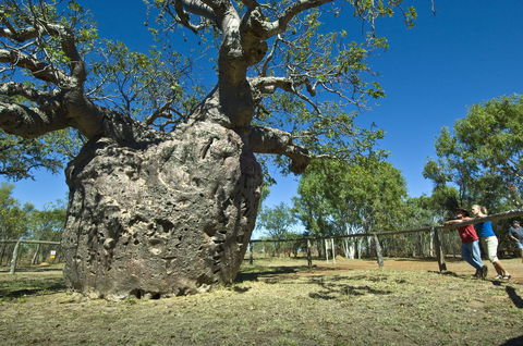 Boab Prison Tree - Attractions Melbourne 1