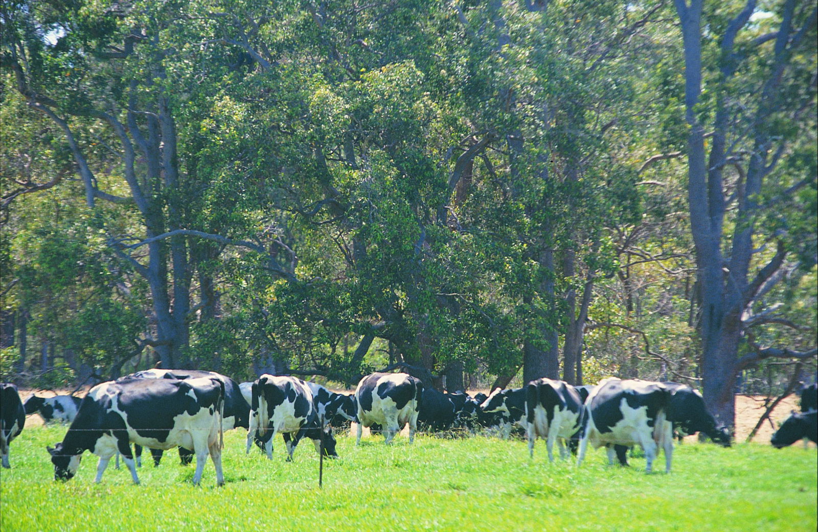 Boyanup WA Attractions Melbourne