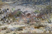 Canning Stock Route