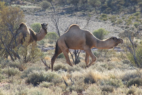 Canning Stock Route - Attractions Melbourne 0