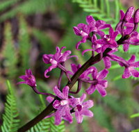 Cassinia Walking Track - Attractions Melbourne