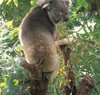 Caversham Wildlife Park - Attractions Melbourne