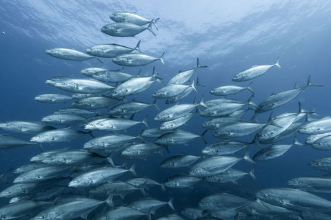 Egg Rock Dive Site - Attractions Melbourne 0