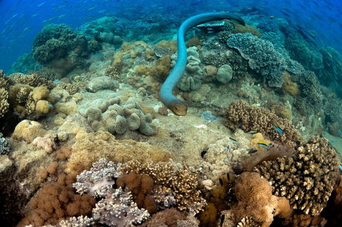 Egg Rock Dive Site - Attractions Melbourne 1