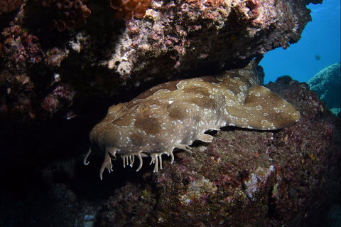 Egg Rock Dive Site - Attractions Melbourne 2