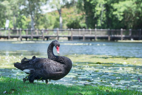 Gold Coast Regional Botanic Gardens - Attractions Melbourne 1