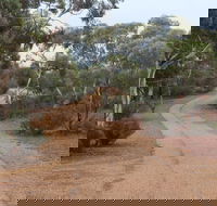 Karlkurla Bushland Park - Attractions Melbourne