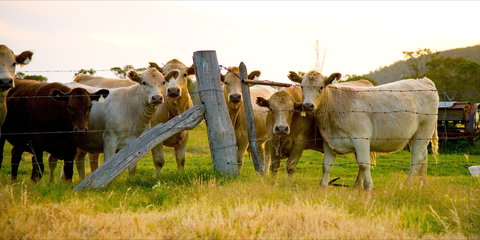 Maclagan - Attractions Melbourne 1