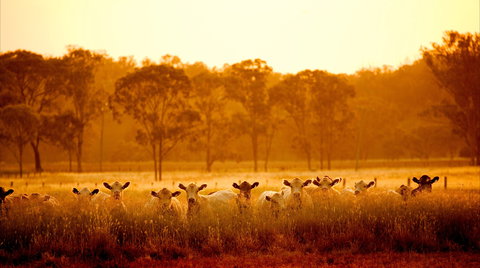 Maclagan - Attractions Melbourne 2