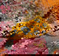 Magic Mountain Dive Site - Attractions Melbourne