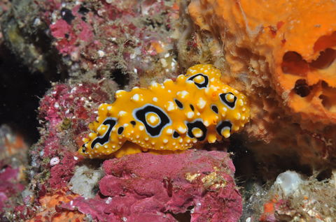 Magic Mountain Dive Site - Attractions Melbourne 0