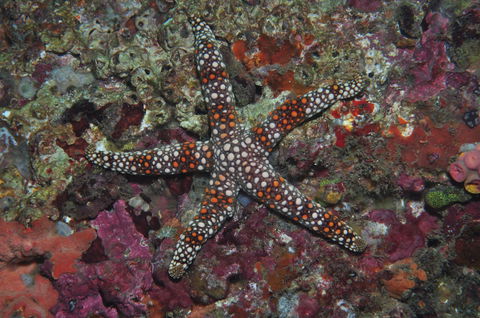 Magic Mountain Dive Site - Attractions Melbourne 1