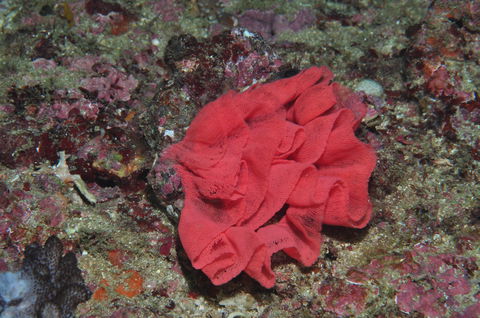 Magic Mountain Dive Site - Attractions Melbourne 2