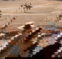 Monarto Safari Park - Attractions Melbourne