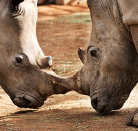National Zoo  Aquarium - Attractions Melbourne