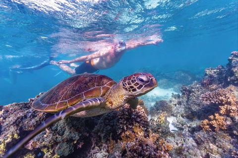 Ningaloo Marine Park - Attractions Melbourne 0