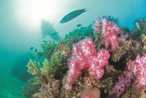 Ningaloo Marine Park - Attractions Melbourne 2