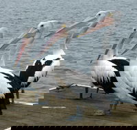 Pelican Feeding - Attractions Melbourne