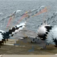 Pelican Feeding