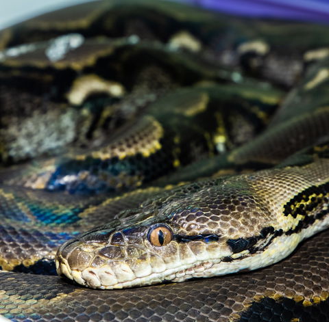 Serpentarium Wildlife Park Tasmania - Attractions Melbourne 1