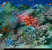 Steve's Bommie Dive Site - Attractions Melbourne