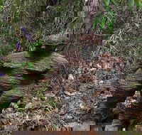 Understory Art In Nature - Attractions Melbourne