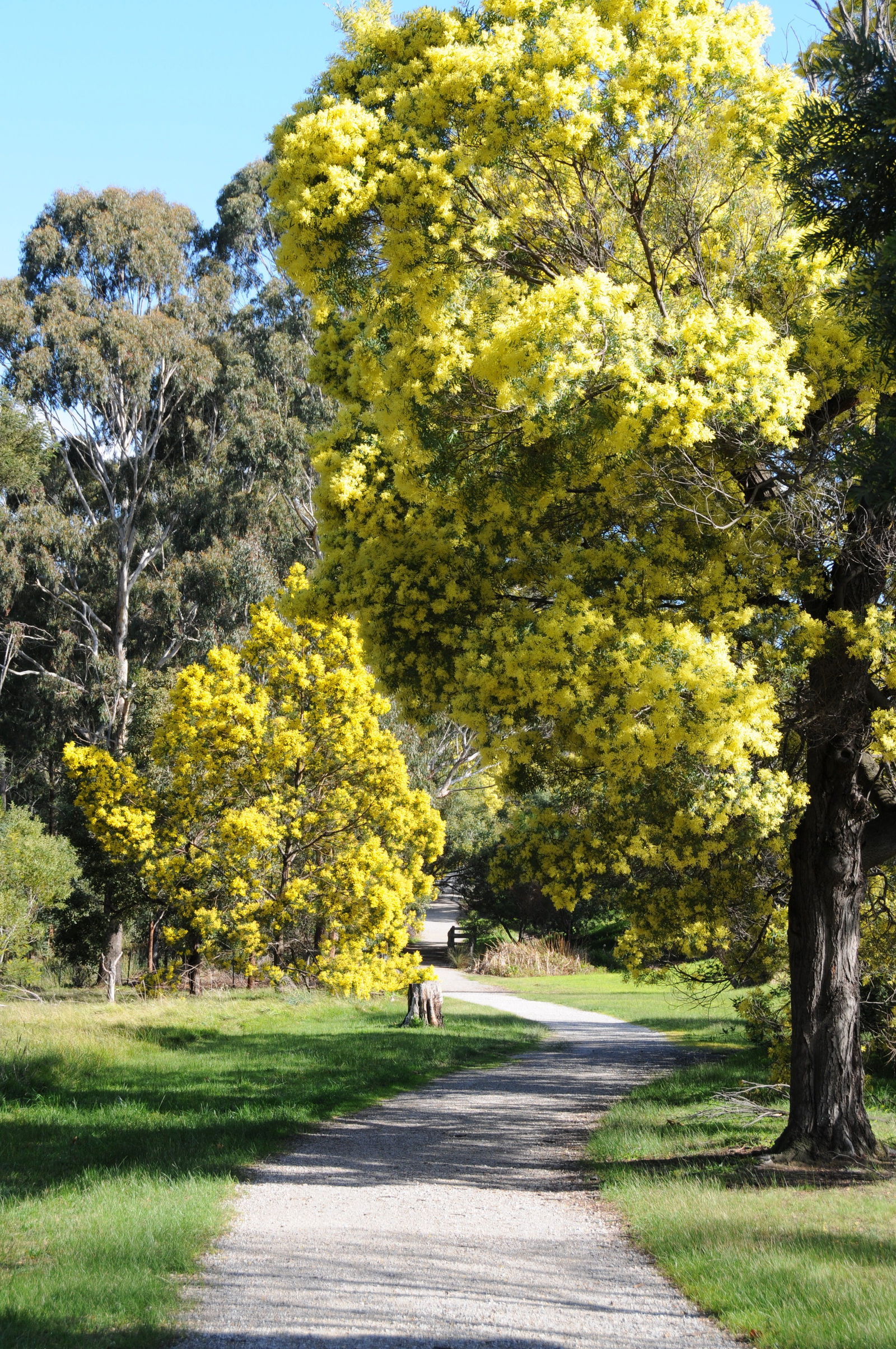 Burwood East VIC Attractions Melbourne