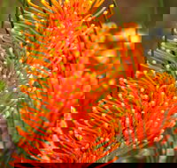 Wongan Hills Wildflowers - Attractions Melbourne