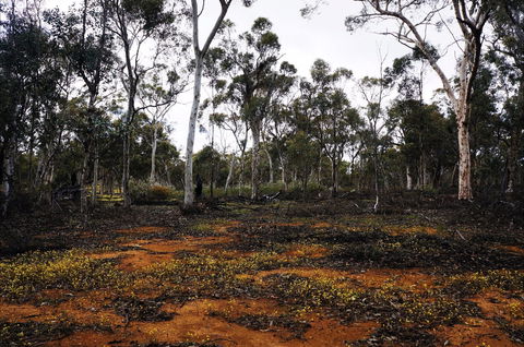 Woylie Walk, Dryandra Woodland - Attractions Melbourne 0