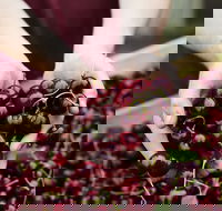 Yarra Valley Cherries - Attractions Melbourne