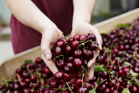 Yarra Valley Cherries - Attractions Melbourne 0