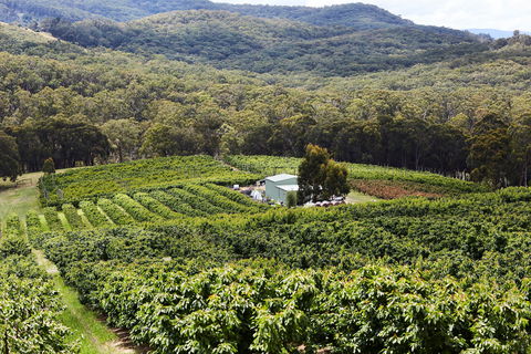 Yarra Valley Cherries - Attractions Melbourne 2