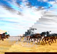 7 Day Outback Giants - Attractions Melbourne