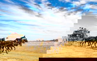 7 Day Outback Giants