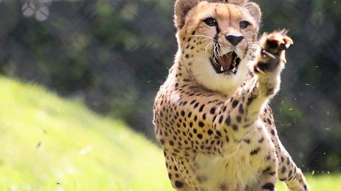 Billabong Zoo: Koala And Wildlife Park - Attractions Melbourne 0