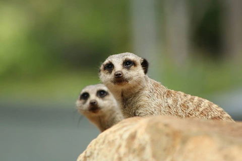 Billabong Zoo: Koala And Wildlife Park - Attractions Melbourne 1