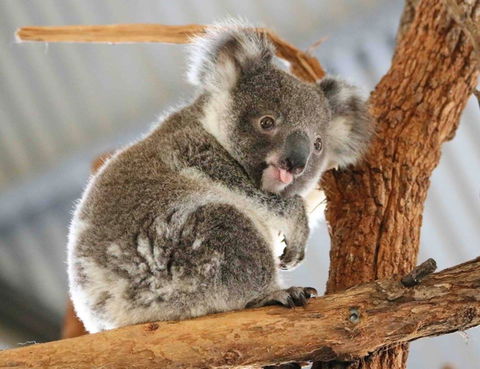 Billabong Zoo: Koala And Wildlife Park - Attractions Melbourne 2