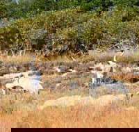 Cape Keraudren Nature Reserve - Attractions Melbourne