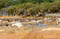 Cape Keraudren Nature Reserve