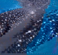 Coastal Water Dive - Attractions Melbourne